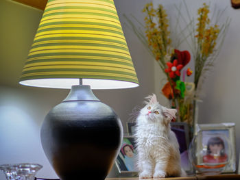 View of cat in illuminated room