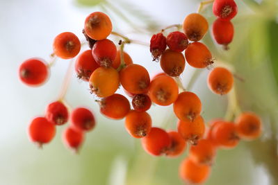 Close-up of berries growing on plant