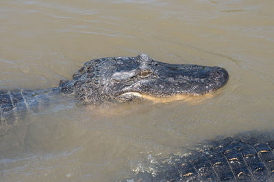 American alligator swimming in the rivers of the louisiana bayou gets a close up head shot