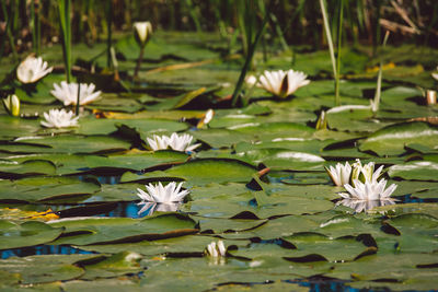 Lotus water lily in lake