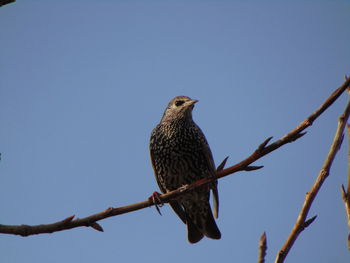 Low angle view of bird perching on branch against sky