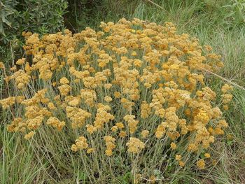 Close-up of plants