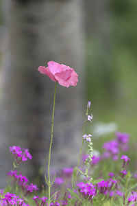 Close-up of pink flowering plant on field