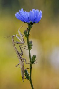 Close-up of insect on flower