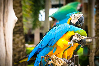 Close-up of blue parrot perching on tree