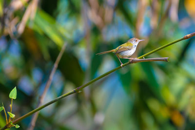 Close-up of bird perching on plant