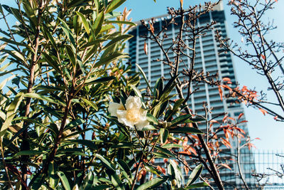 White flowering plant against office building in city