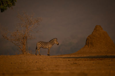 Zebra standing on field