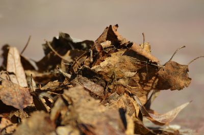 Close-up of dry leaves on a field