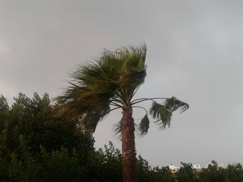 Low angle view of palm trees