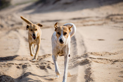 Portrait of dogs walking on sand at beach