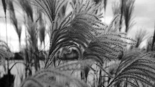 Close-up of fresh plants on field against sky