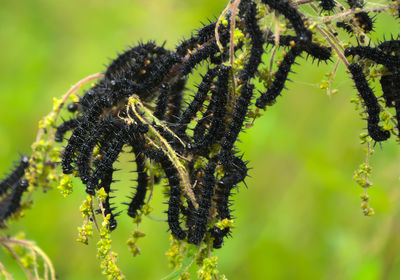 Close-up of insect on plant