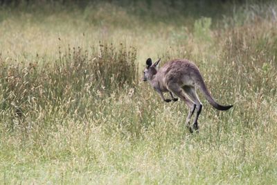 Side view of kangaroo running on field