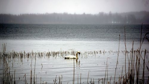 Swans swimming in lake against sky