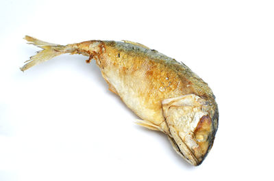 Close-up of dead fish against white background