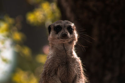 Close-up of meerkat