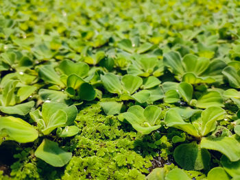 Azolla filiculoides is a species of azolla, native to warm temperate and tropical regions