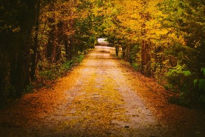 Footpath amidst trees in park