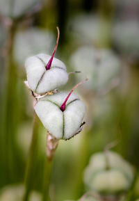 Close-up of plant