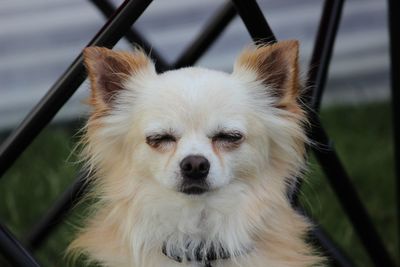 Close-up portrait of dog