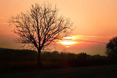 Silhouette bare tree by road against sky during sunset