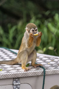 Squirrel monkey eating over boat on riverside tree in the amazon