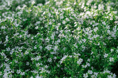 Full frame shot of flowering plants on field