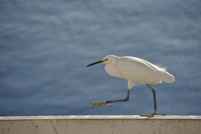 Crane walking on retaining wall against lake