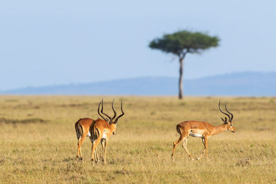 Impala antelope walking on grass landscape in masai mara national reserve