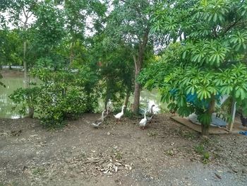 View of a bird on field