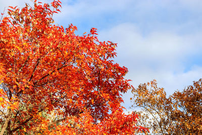 Low angle view of maple tree against sky