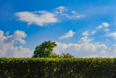 Plants growing on field against sky