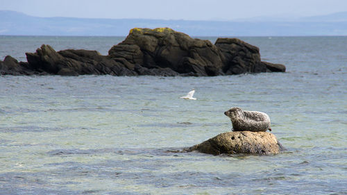 Rocks in sea against sky