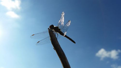 Low angle view of plant against the sky