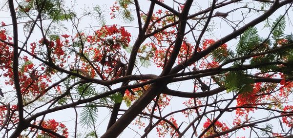 Low angle view of flowering tree against sky