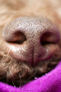 Close-up of a dog