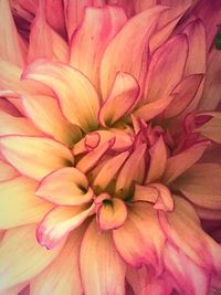 Full frame shot of pink dahlia blooming outdoors