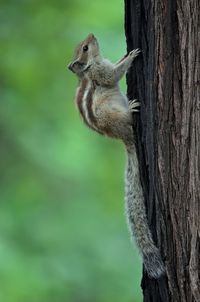 Close-up of squirrel on tree trunk