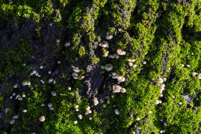 High angle view of mushrooms growing on tree trunk