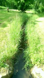 Plants growing on grassy field