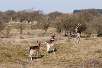 Deer on field in forest