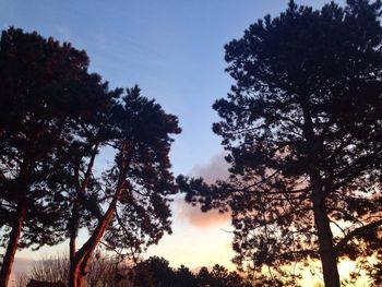 Low angle view of trees against sky