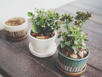 Close-up of potted plant on table