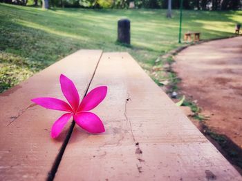 Close-up of pink flowering plant in park