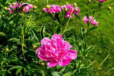 Close-up of pink flowering plants