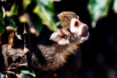 Close-up of a monkey