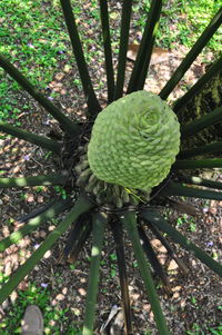 High angle view of plant growing on field