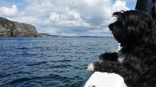 Close-up of dog by sea against sky