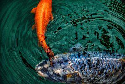 High angle view of fish swimming in sea